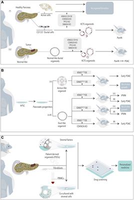 Pancreatic Organoids for Regenerative Medicine and Cancer Research